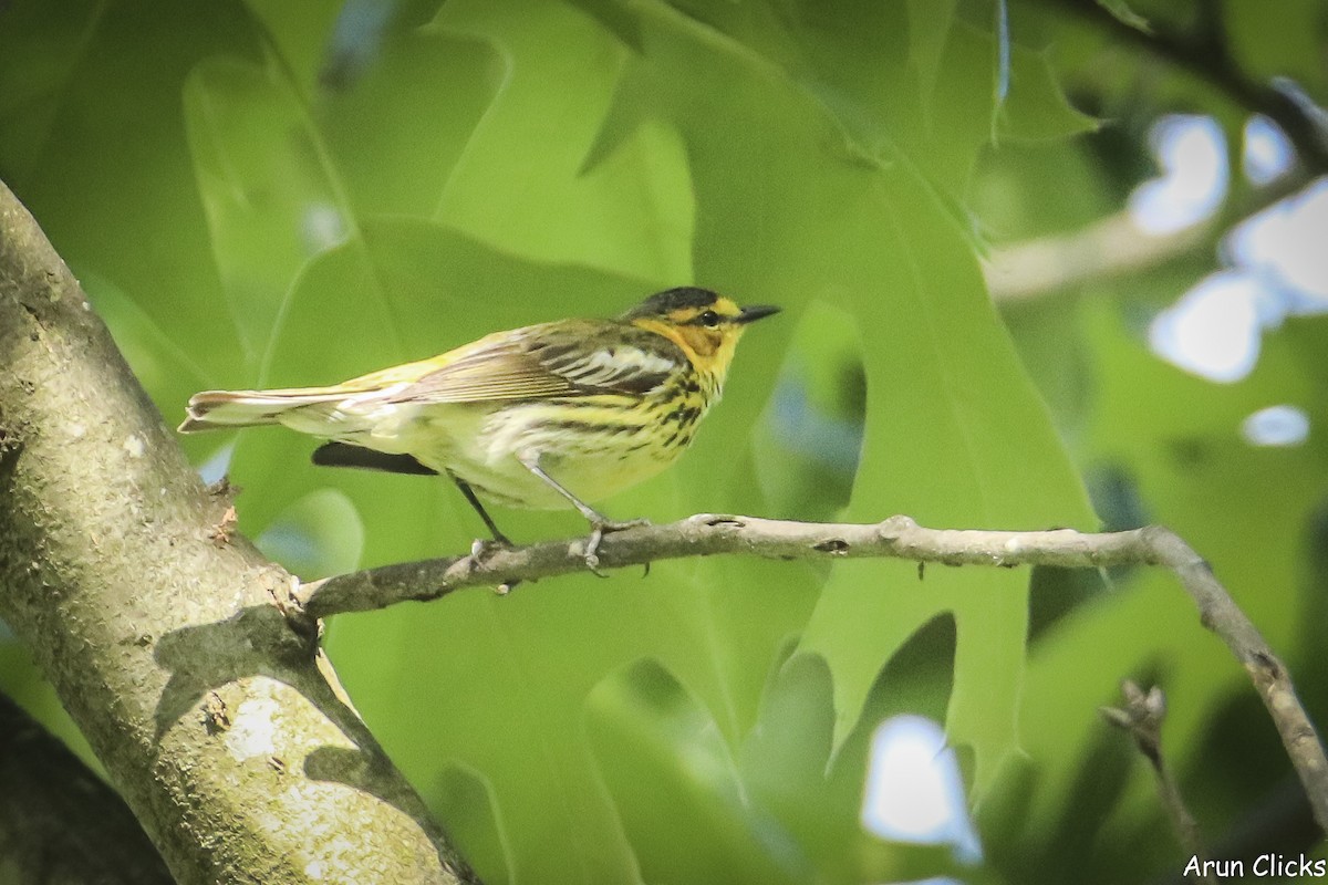 Cape May Warbler - ML636770208