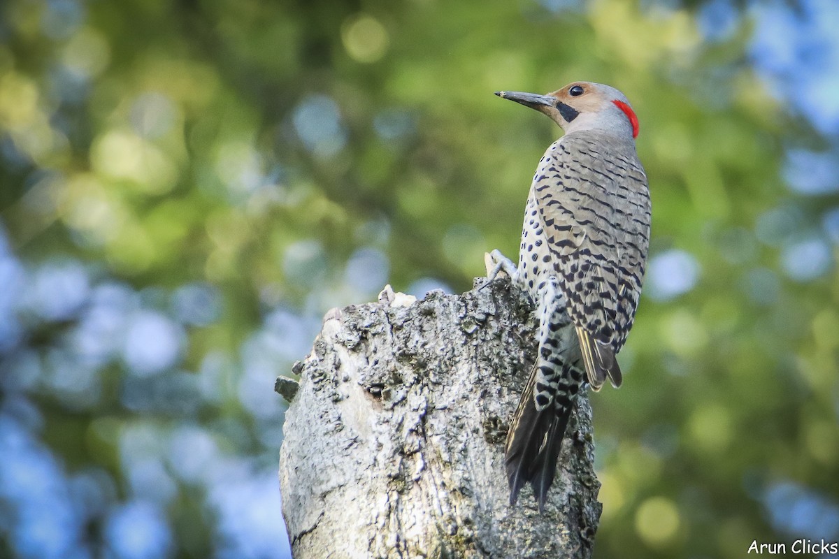 Northern Flicker - ML636770241