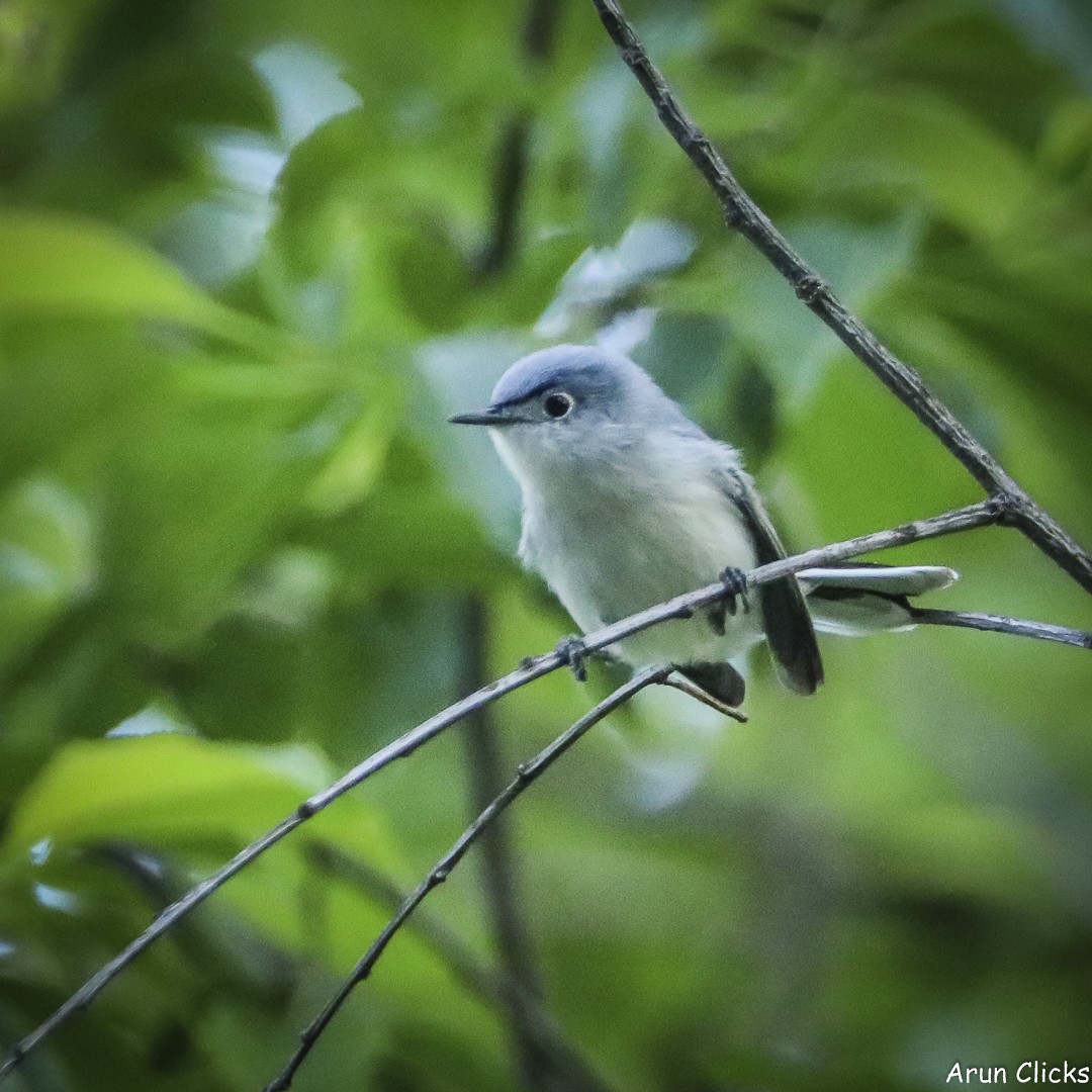Blue-gray Gnatcatcher - ML636770256