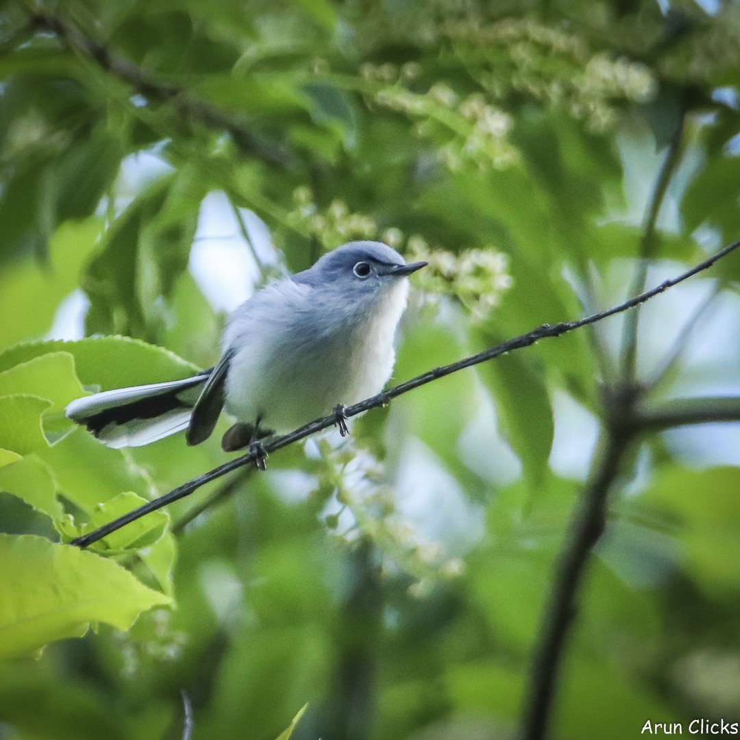 Blue-gray Gnatcatcher - ML636770257