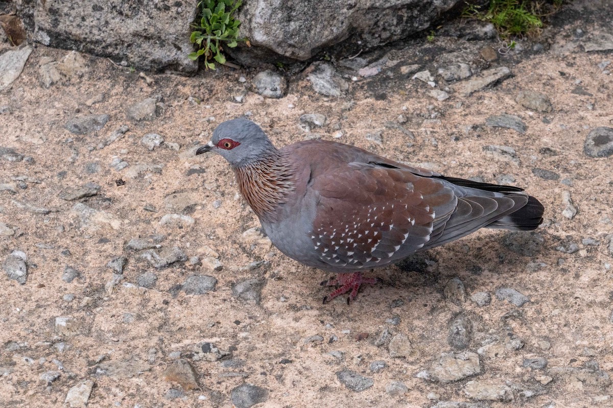 Speckled Pigeon - ML636770269
