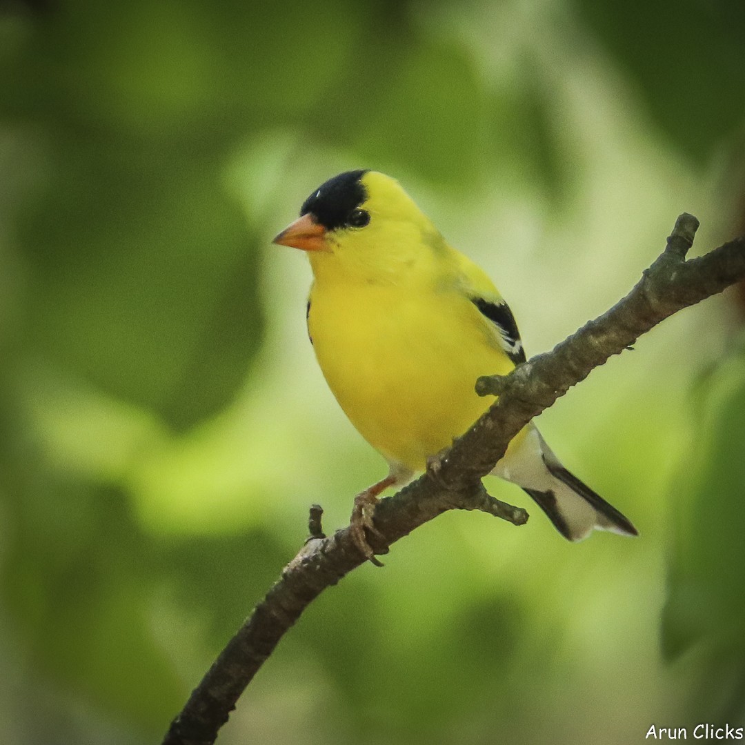 American Goldfinch - ML636770290