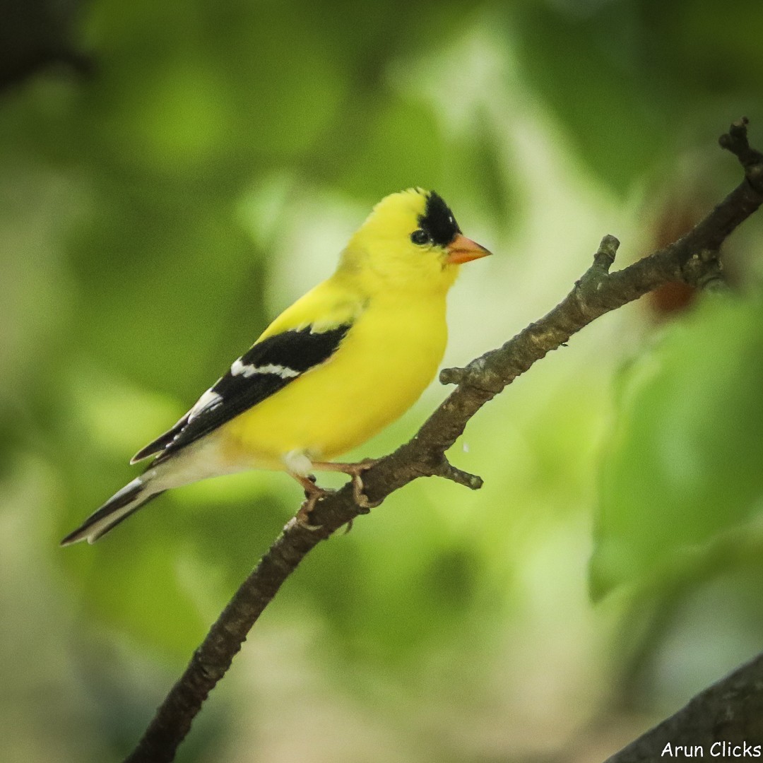American Goldfinch - ML636770291
