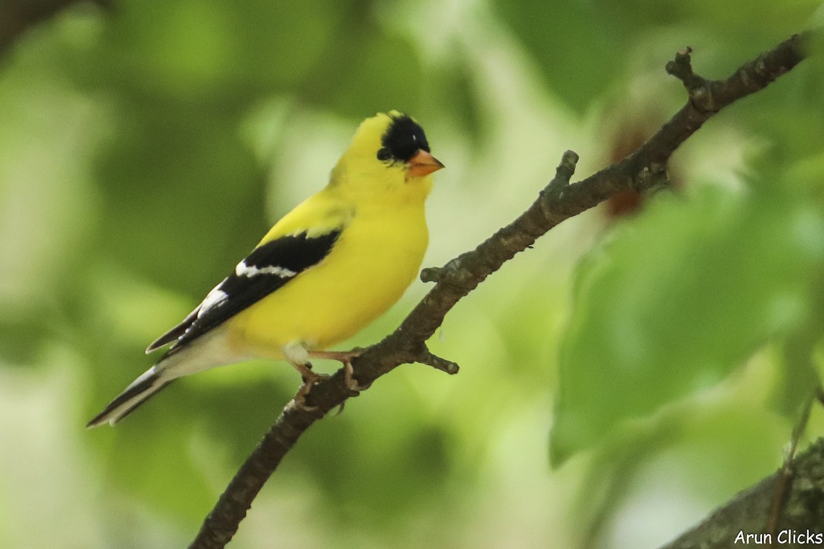 American Goldfinch - ML636770292