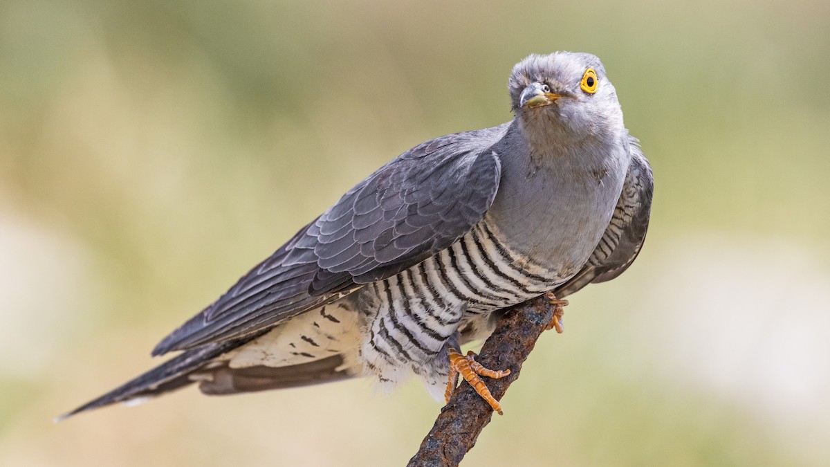 Common Cuckoo - ML636770305