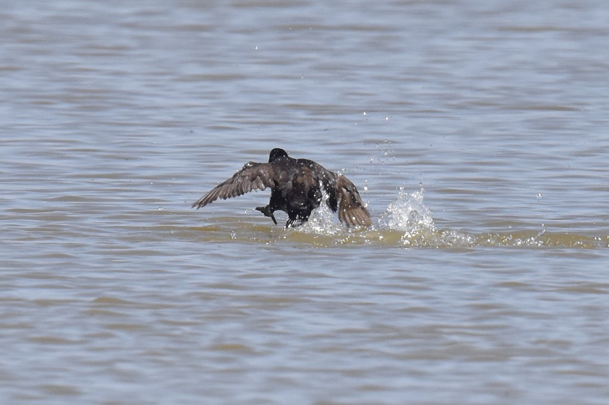 Ruddy Duck - ML636770366