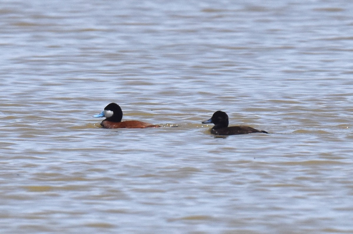 Ruddy Duck - ML636770367