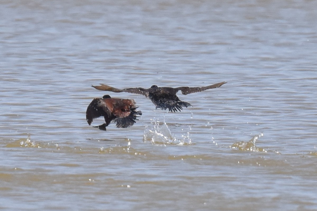Ruddy Duck - ML636770369