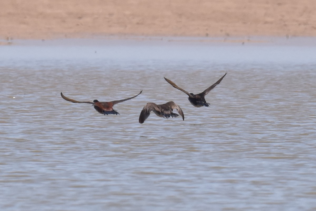 Ruddy Duck - ML636770370