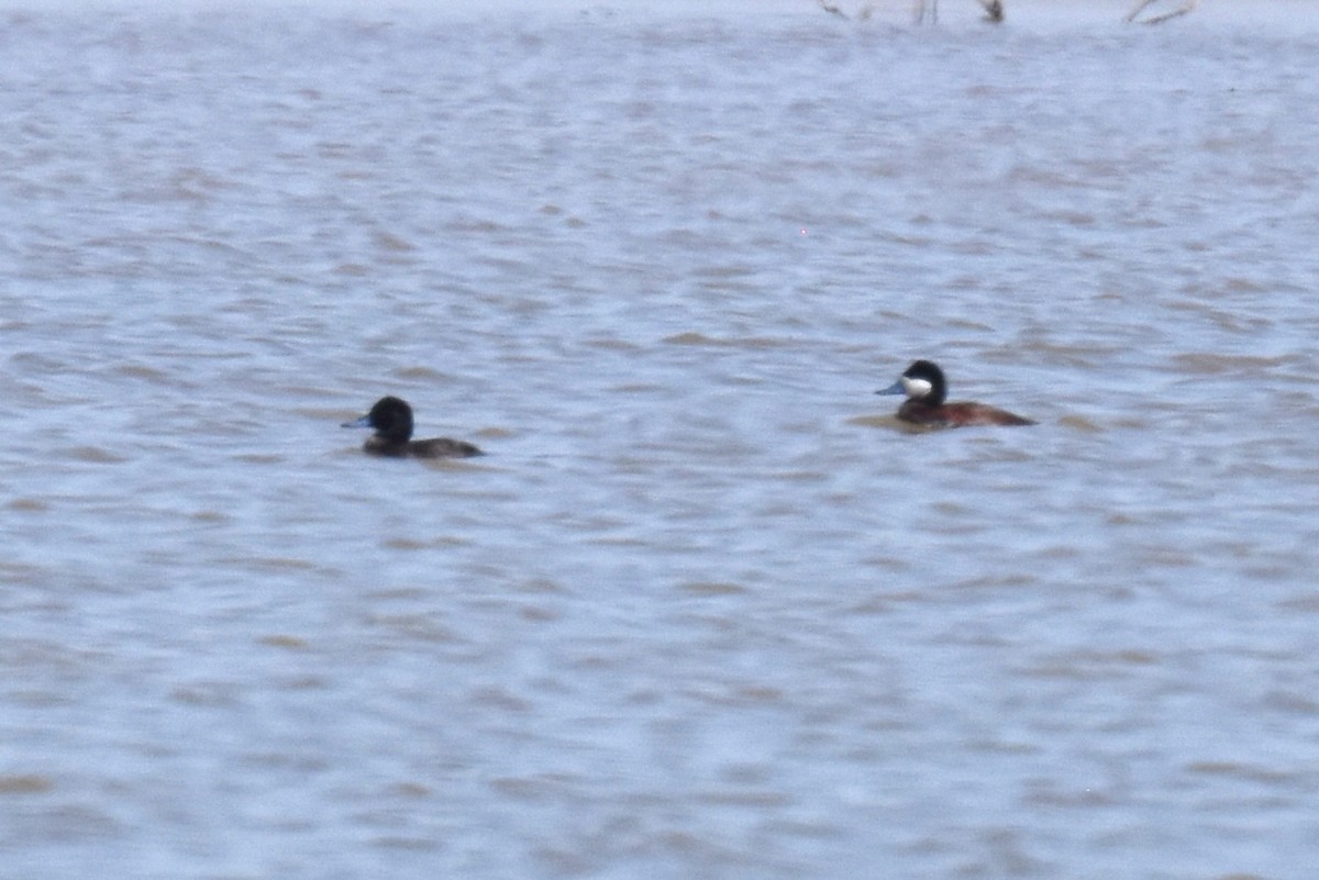 Ruddy Duck - ML636770377