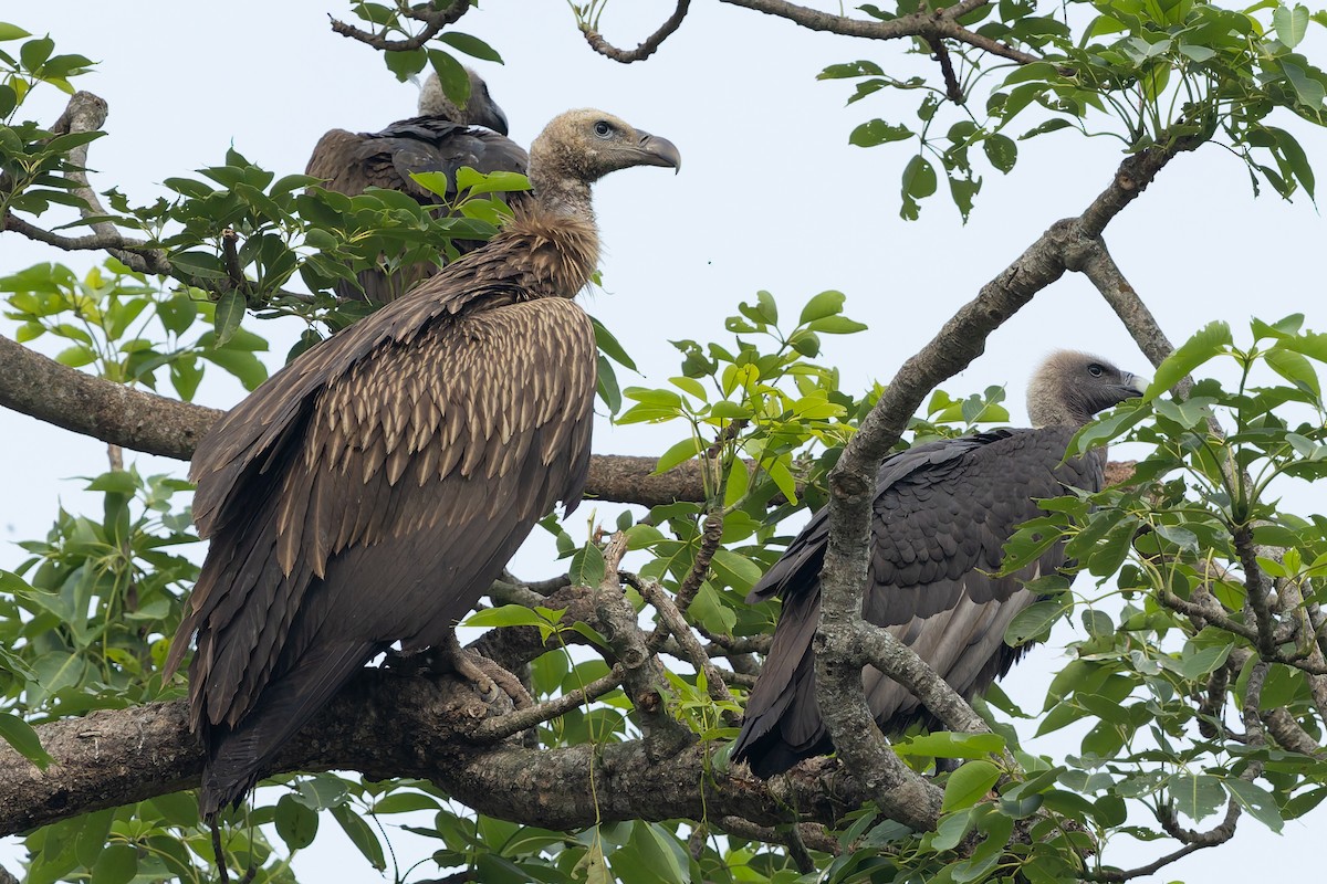 Himalayan Griffon - ML636770500