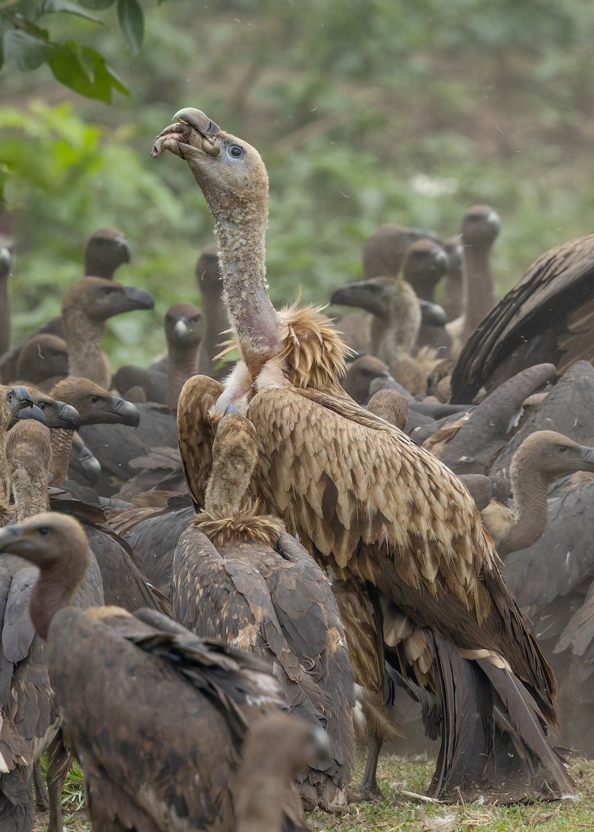 Himalayan Griffon - ML636770501