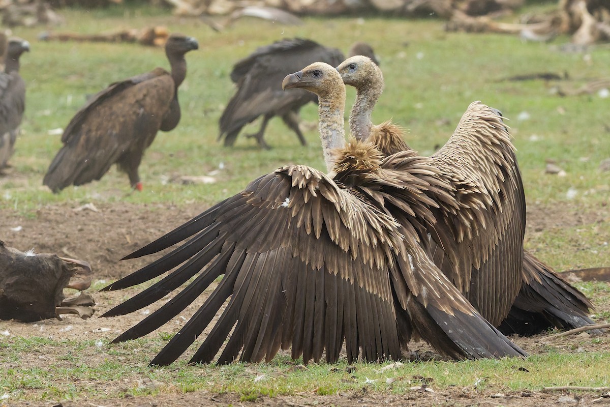 Himalayan Griffon - ML636770502