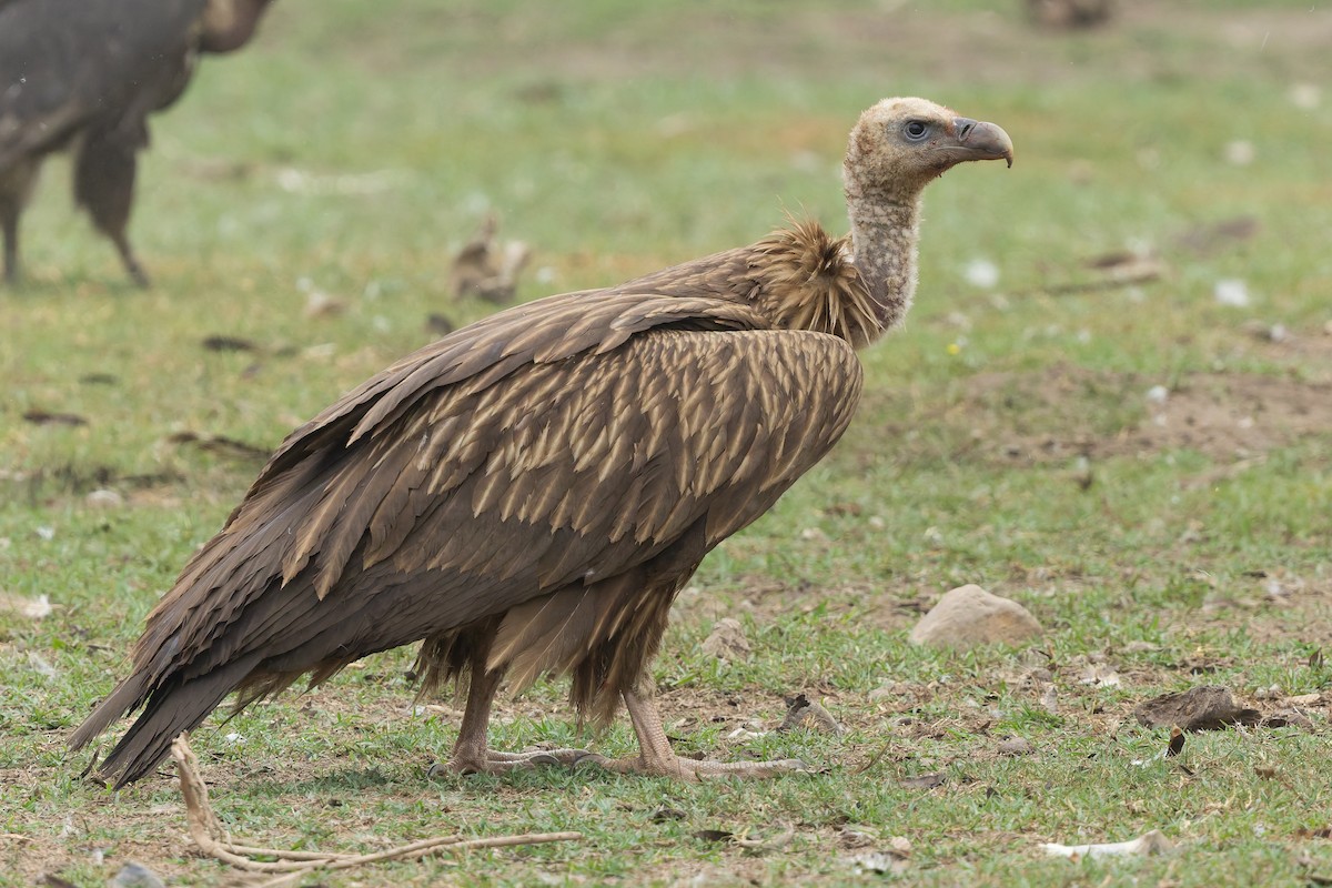 Himalayan Griffon - ML636770503