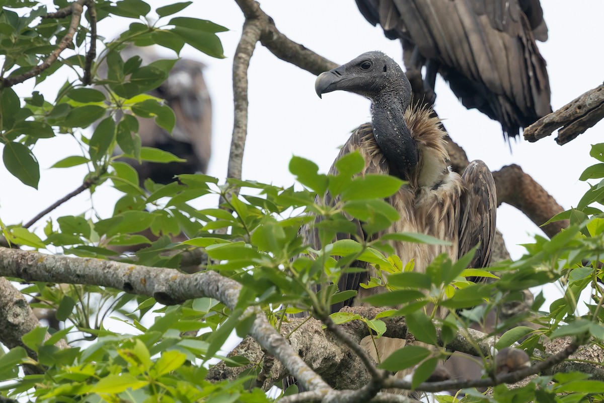Slender-billed Vulture - ML636770527