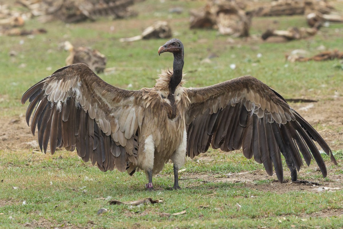 Slender-billed Vulture - ML636770530