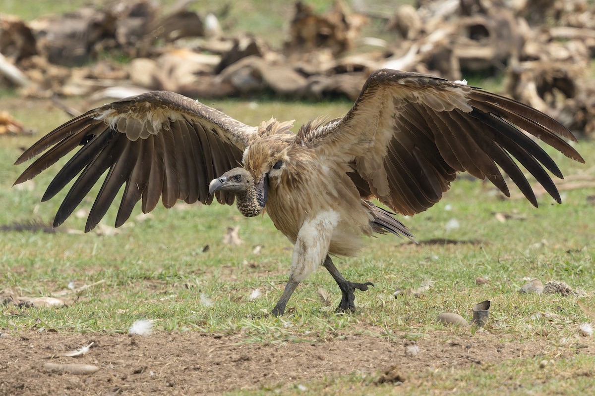 Slender-billed Vulture - ML636770531