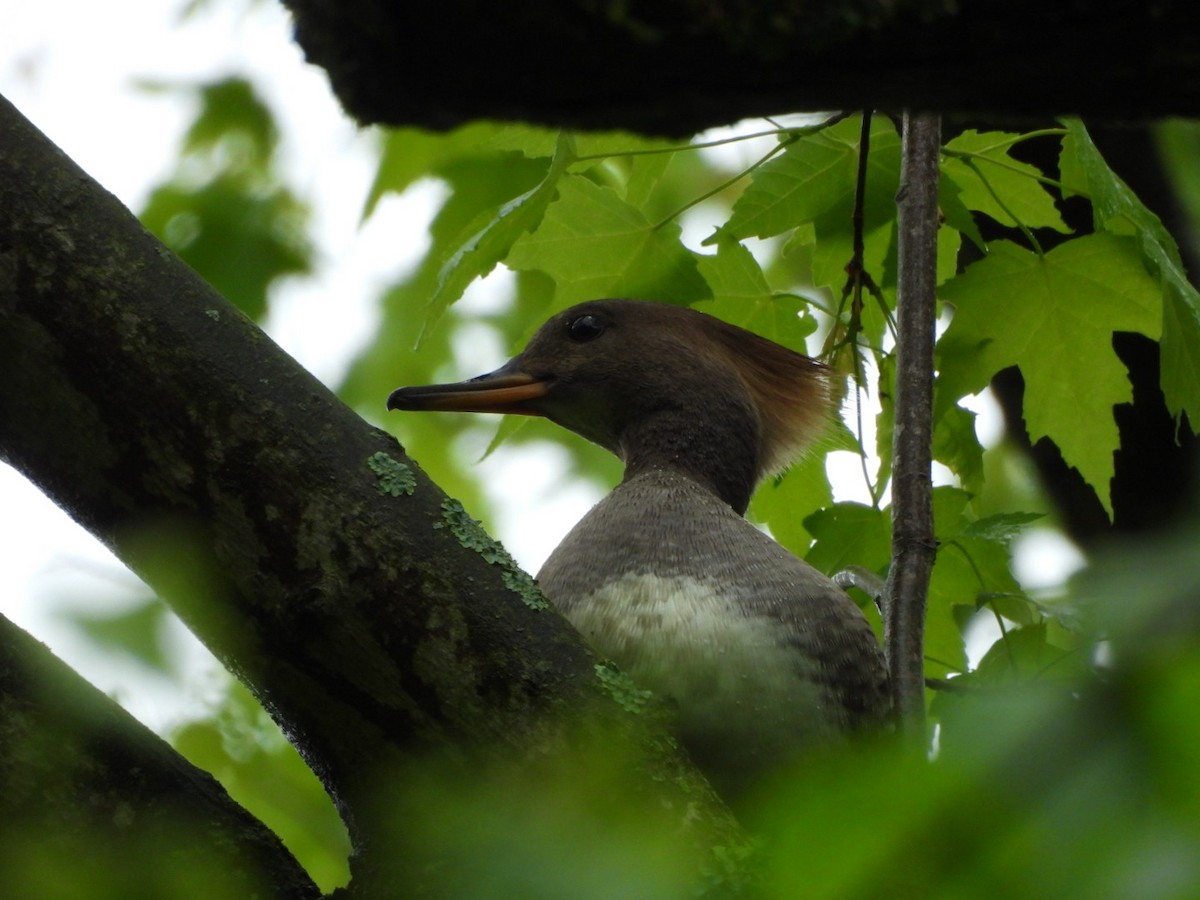 Hooded Merganser - ML636770557