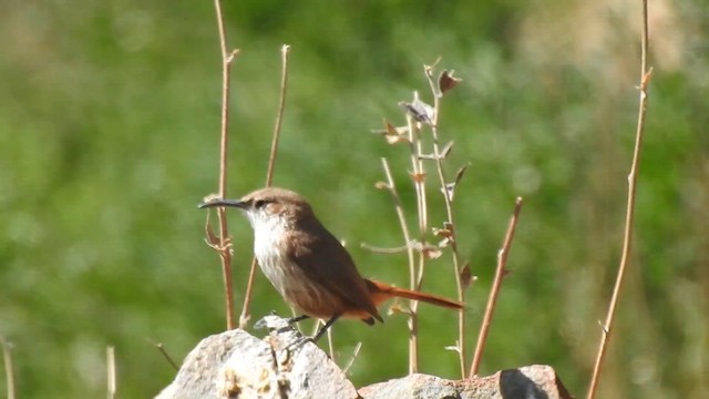 Straight-billed Earthcreeper - ML636770582