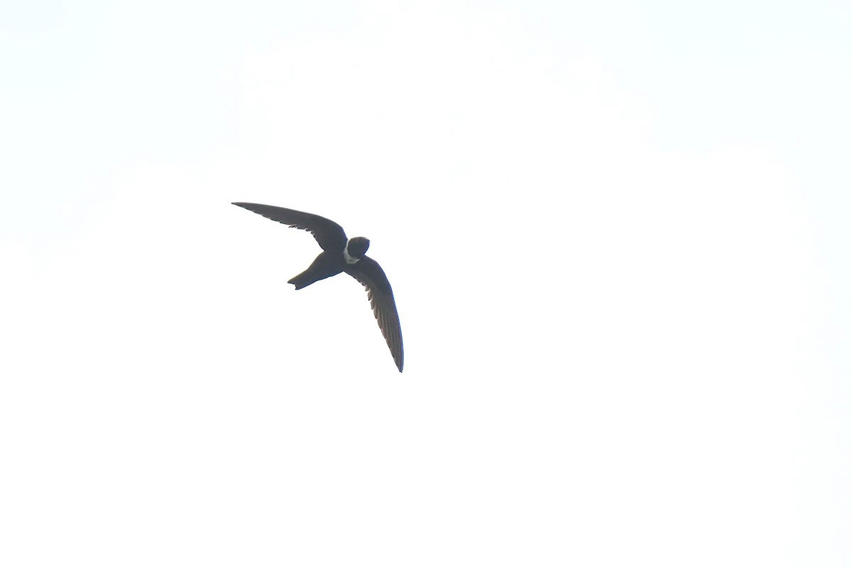 White-collared Swift - ML636770617