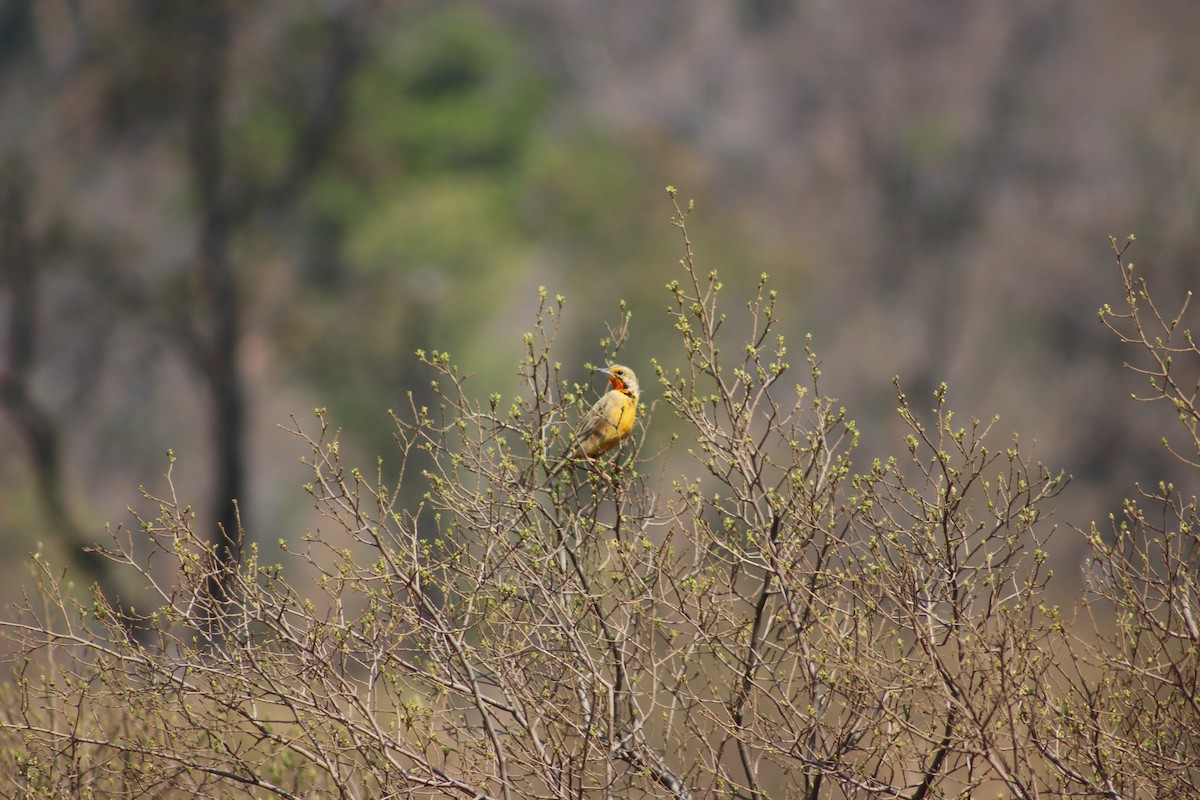 Orange-throated Longclaw - ML636770625