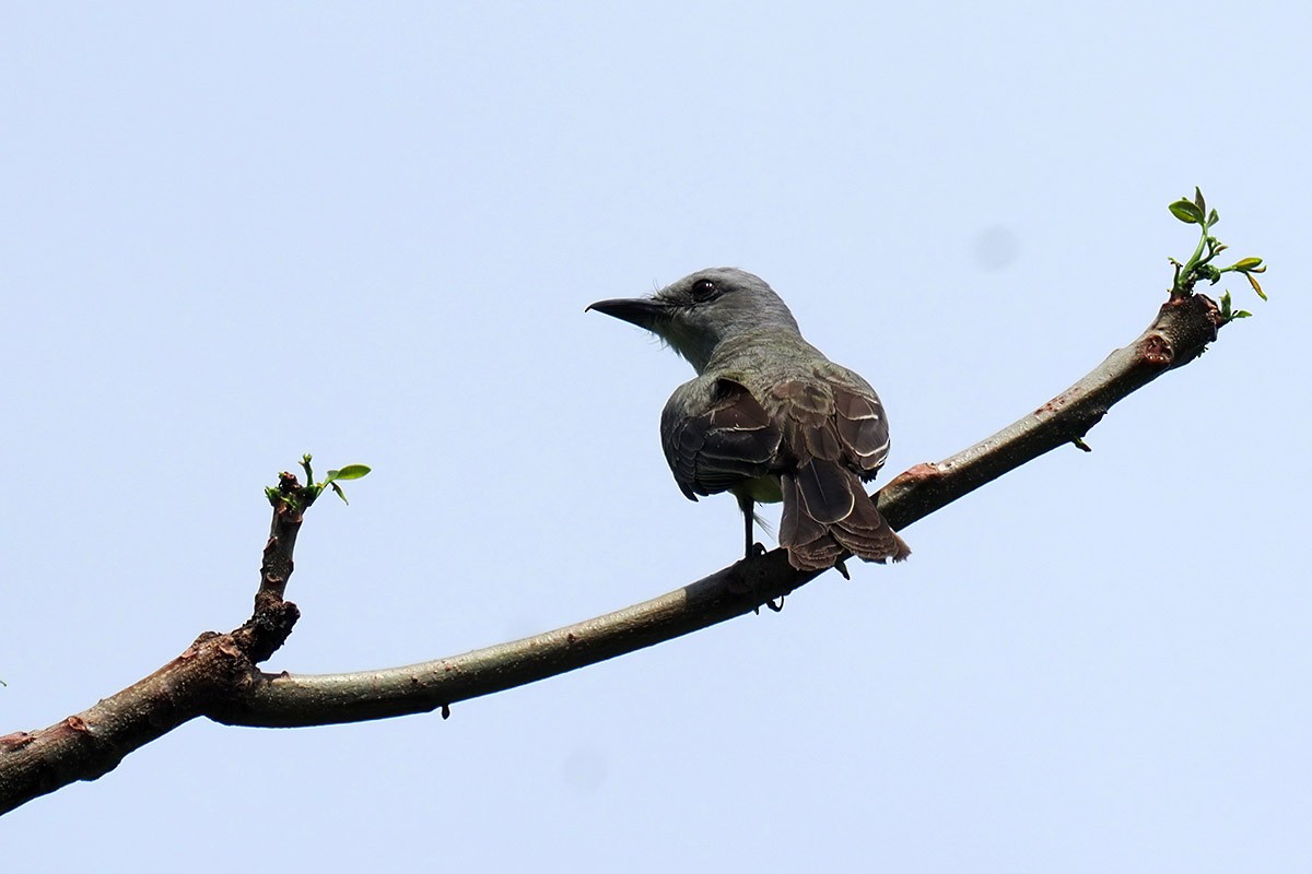Tropical Kingbird - ML636770635