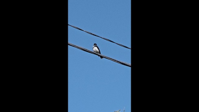 Eastern Kingbird - ML636770636