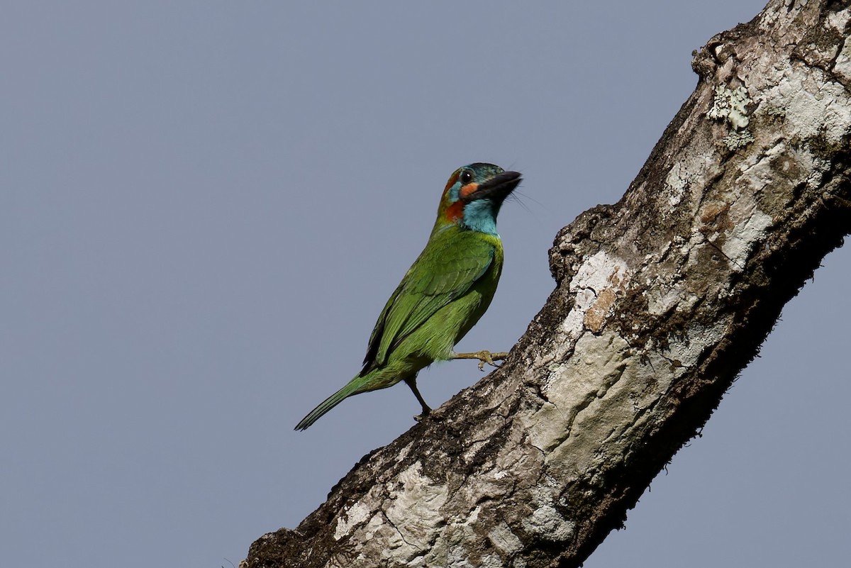 Blue-eared Barbet - ML636770651