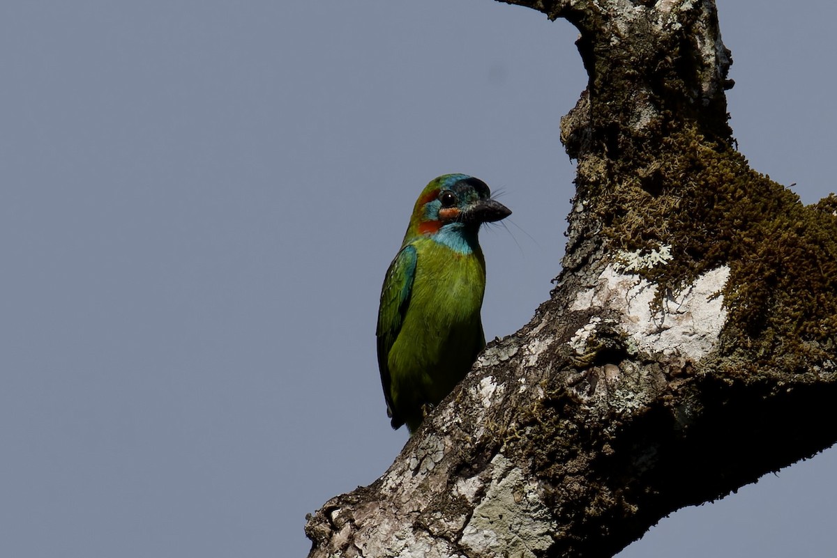 Blue-eared Barbet - ML636770652