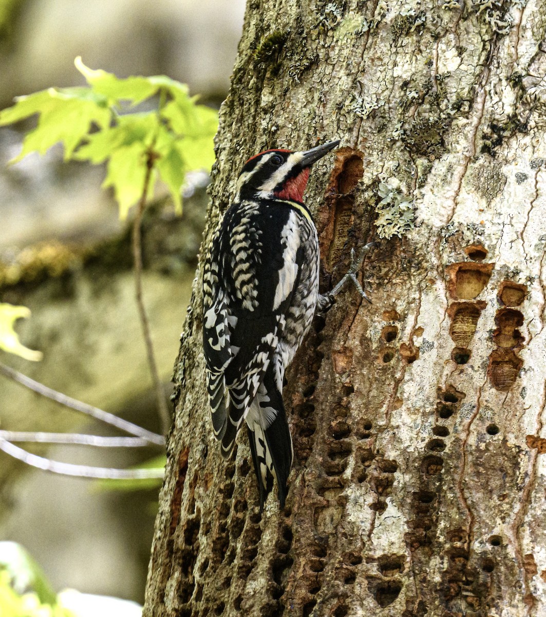 Yellow-bellied Sapsucker - ML636770671