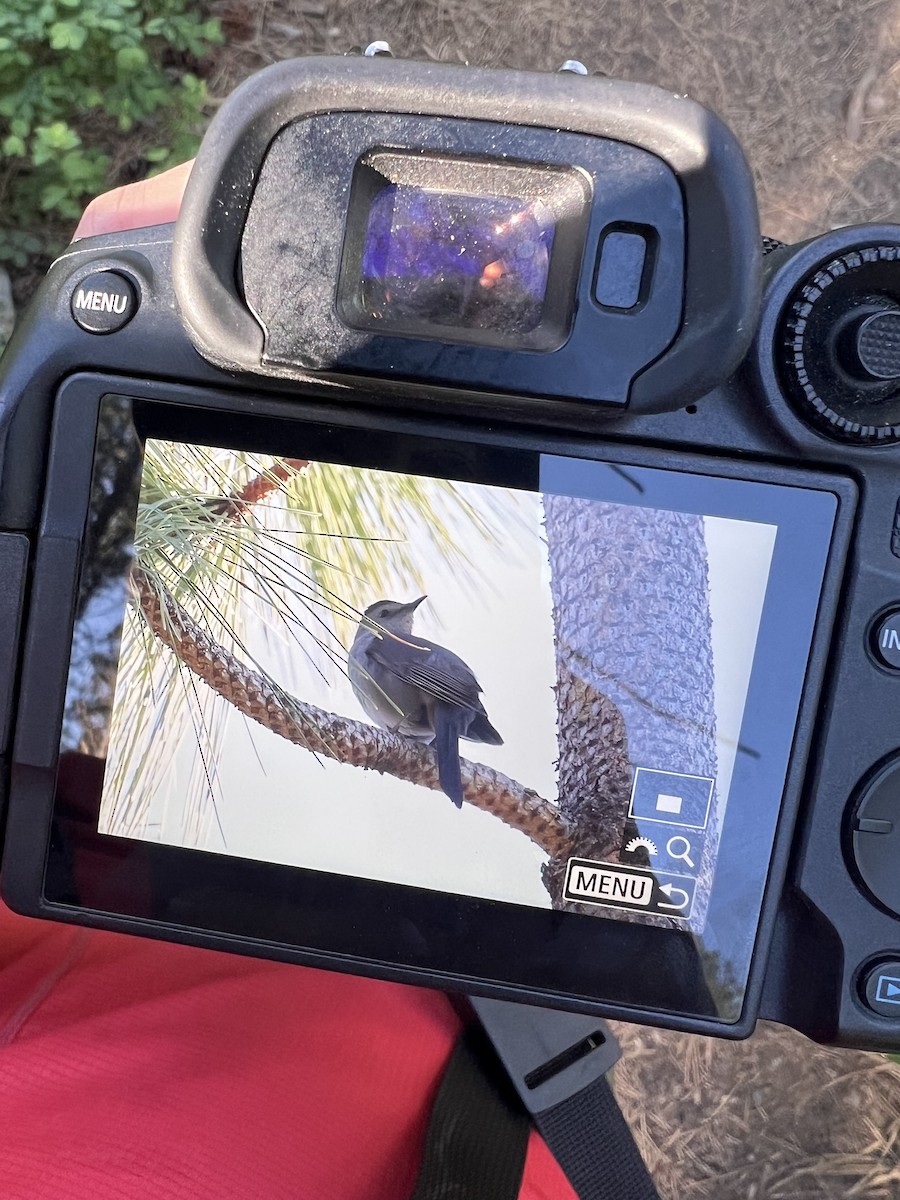 Gray Catbird - ML636770696