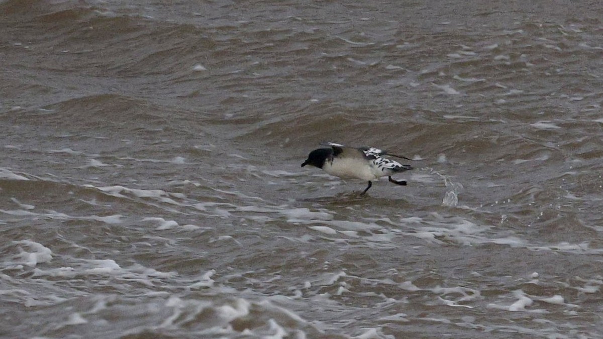 Pintado Petrel - ML636770724