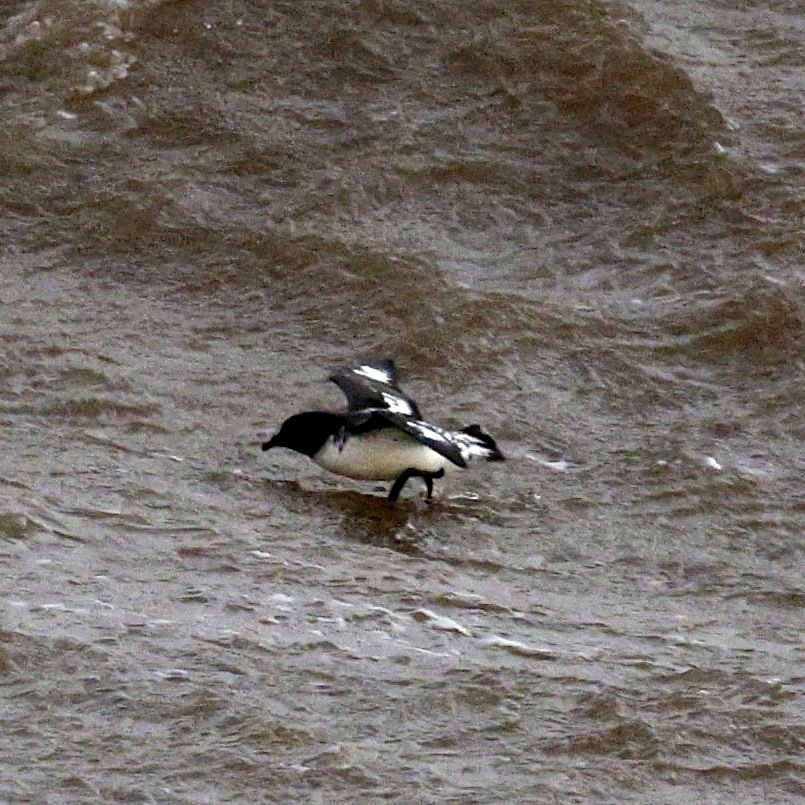 Pintado Petrel - ML636770725