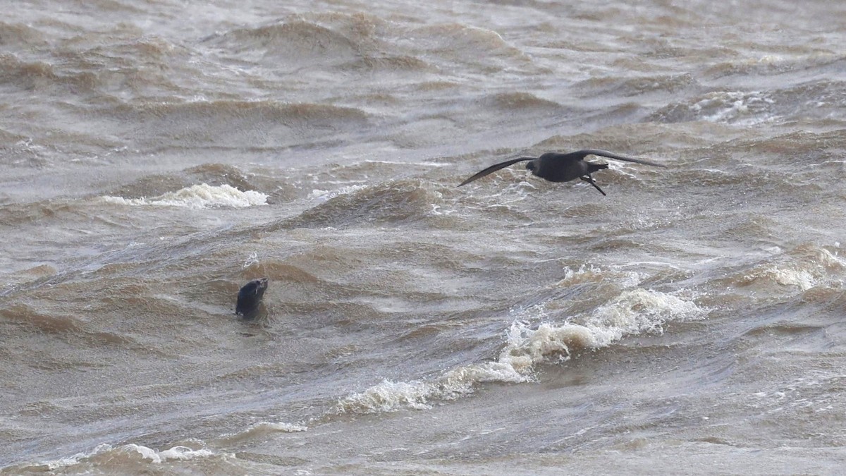 Southern Giant-Petrel - ML636770751