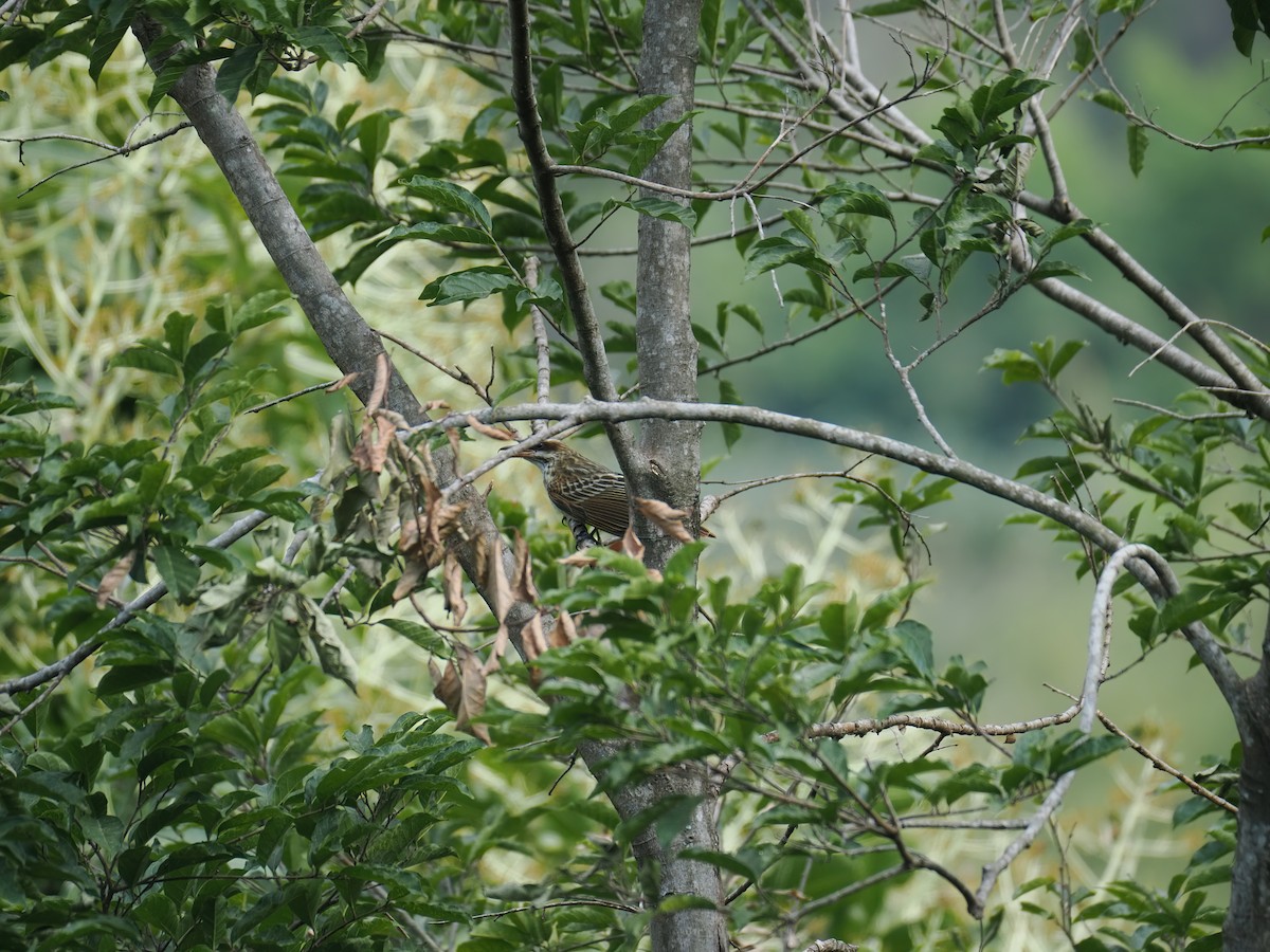 Streaked Flycatcher (Northern) - ML636770752