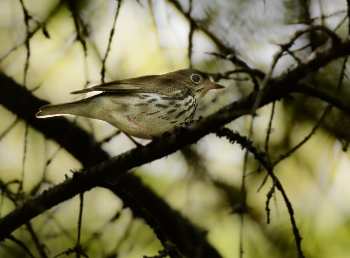 Ovenbird - ML636770815