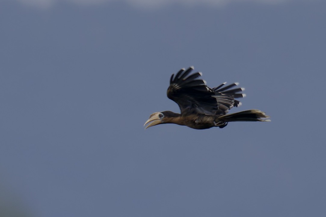Rusty-cheeked Hornbill - ML636770858