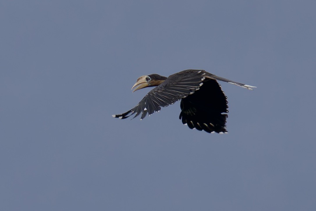 Rusty-cheeked Hornbill - ML636770859