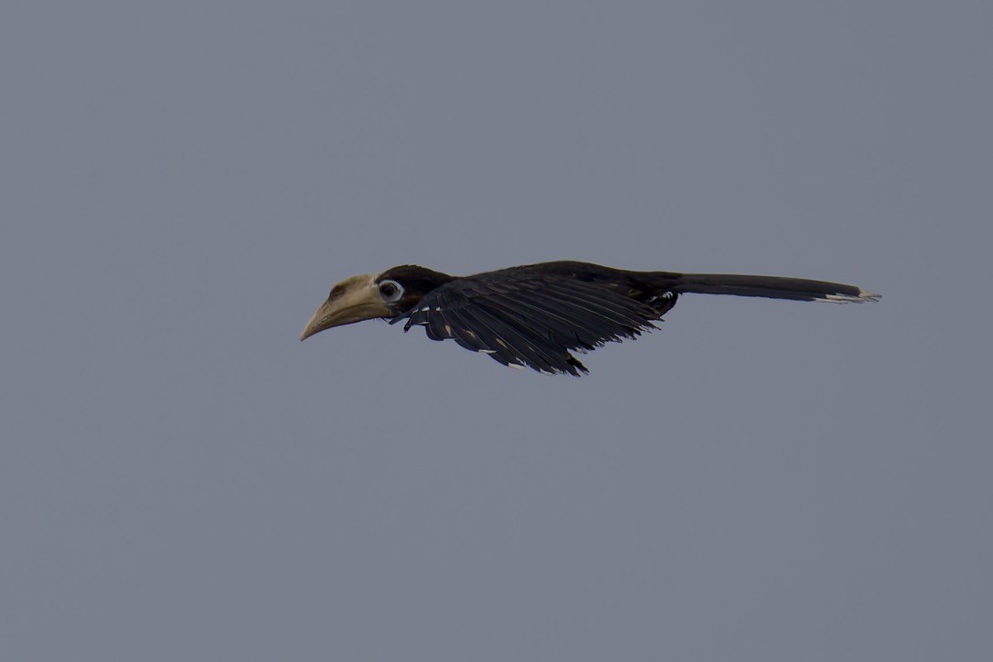 Rusty-cheeked Hornbill - ML636770860