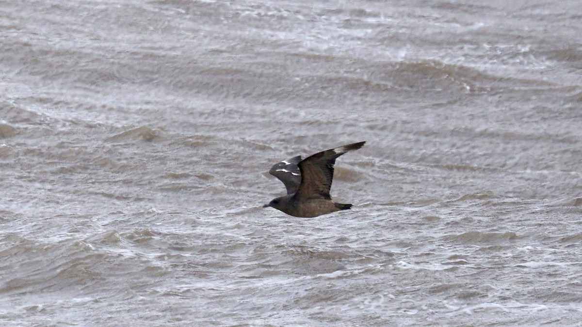 Chilean Skua - ML636770891