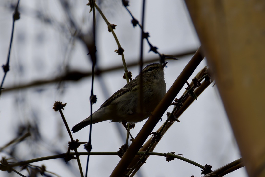 Two-barred Warbler - ML636770896