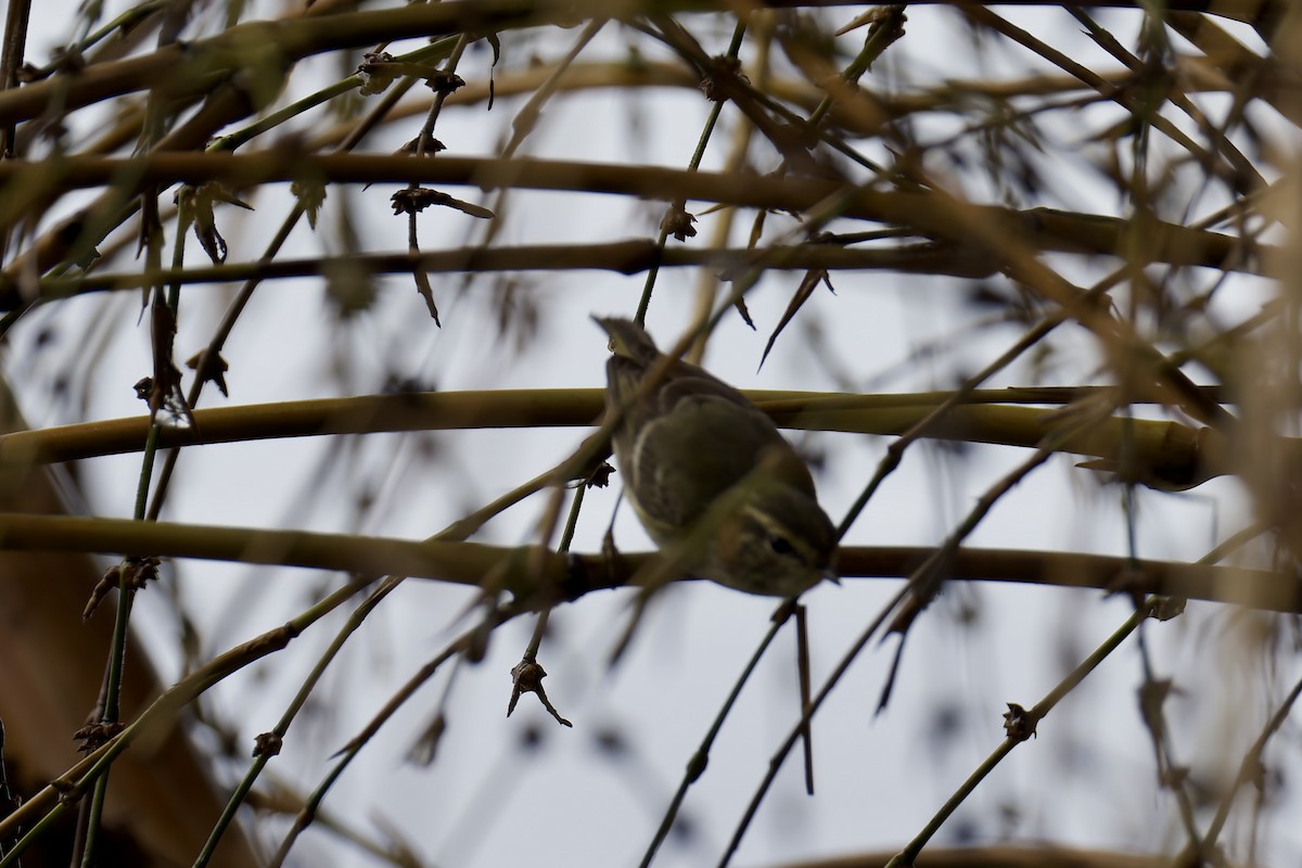 Two-barred Warbler - ML636770897