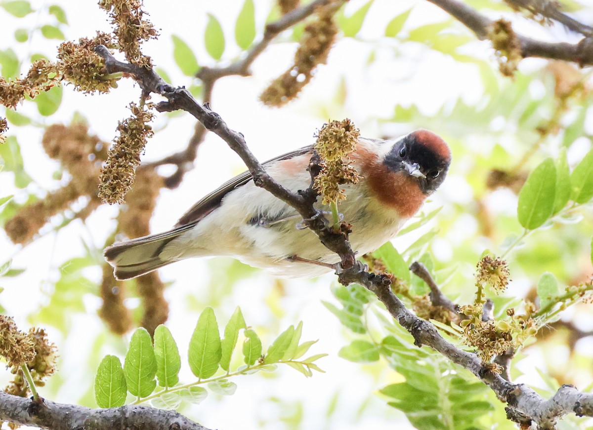Bay-breasted Warbler - ML636770915
