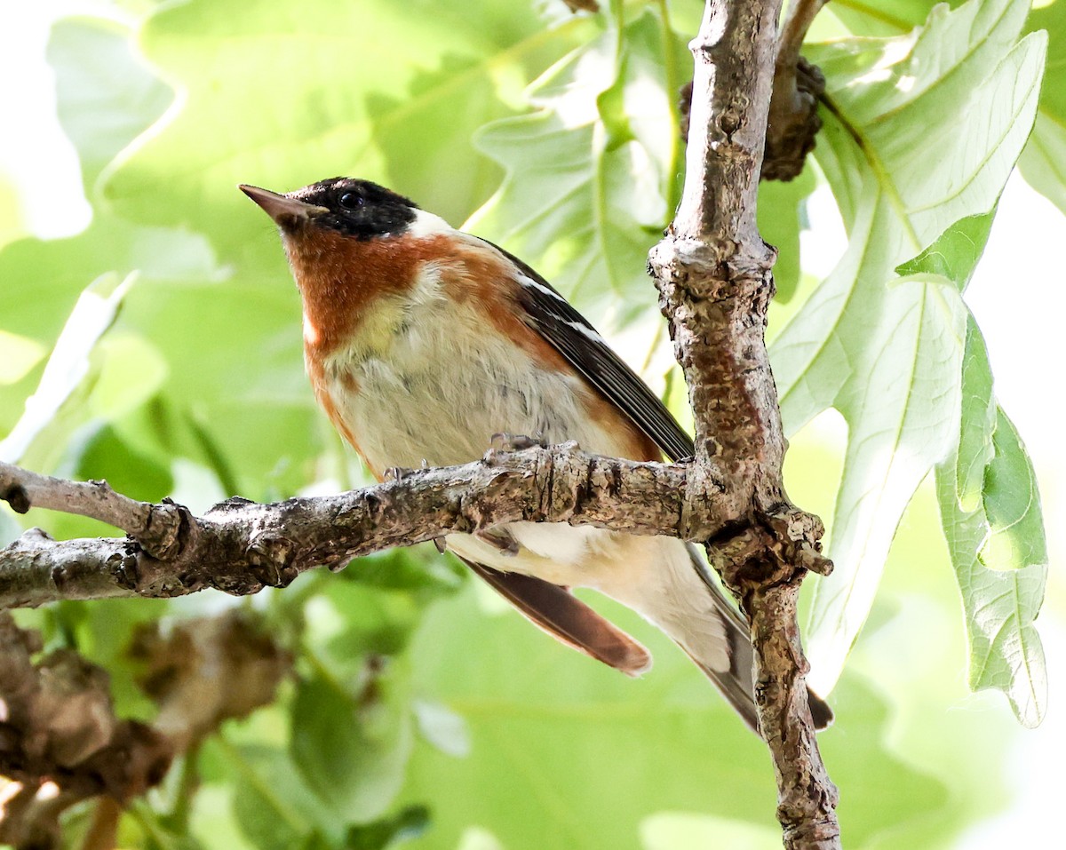 Bay-breasted Warbler - ML636770916