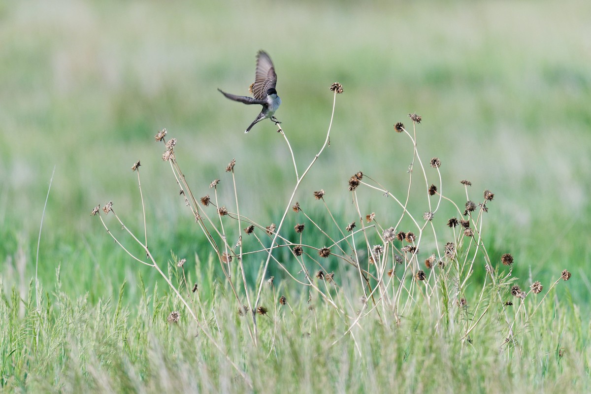 Eastern Kingbird - ML636770917