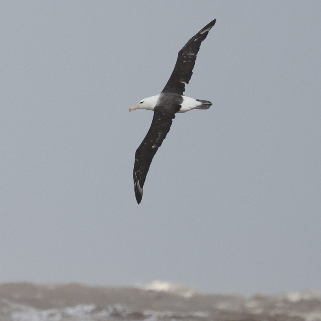 Black-browed Albatross - ML636770959
