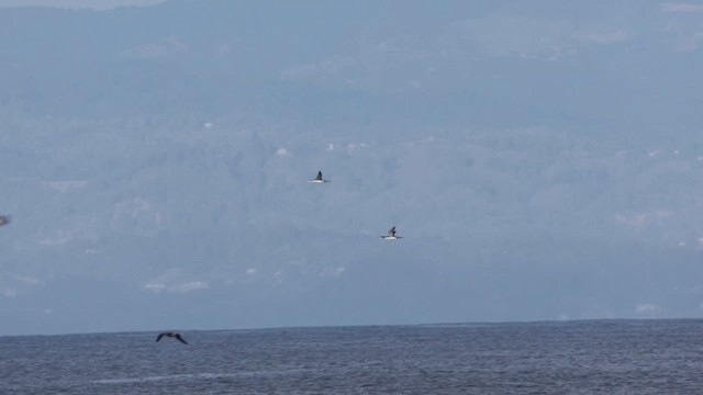 Plongeon catmarin - ML636770966