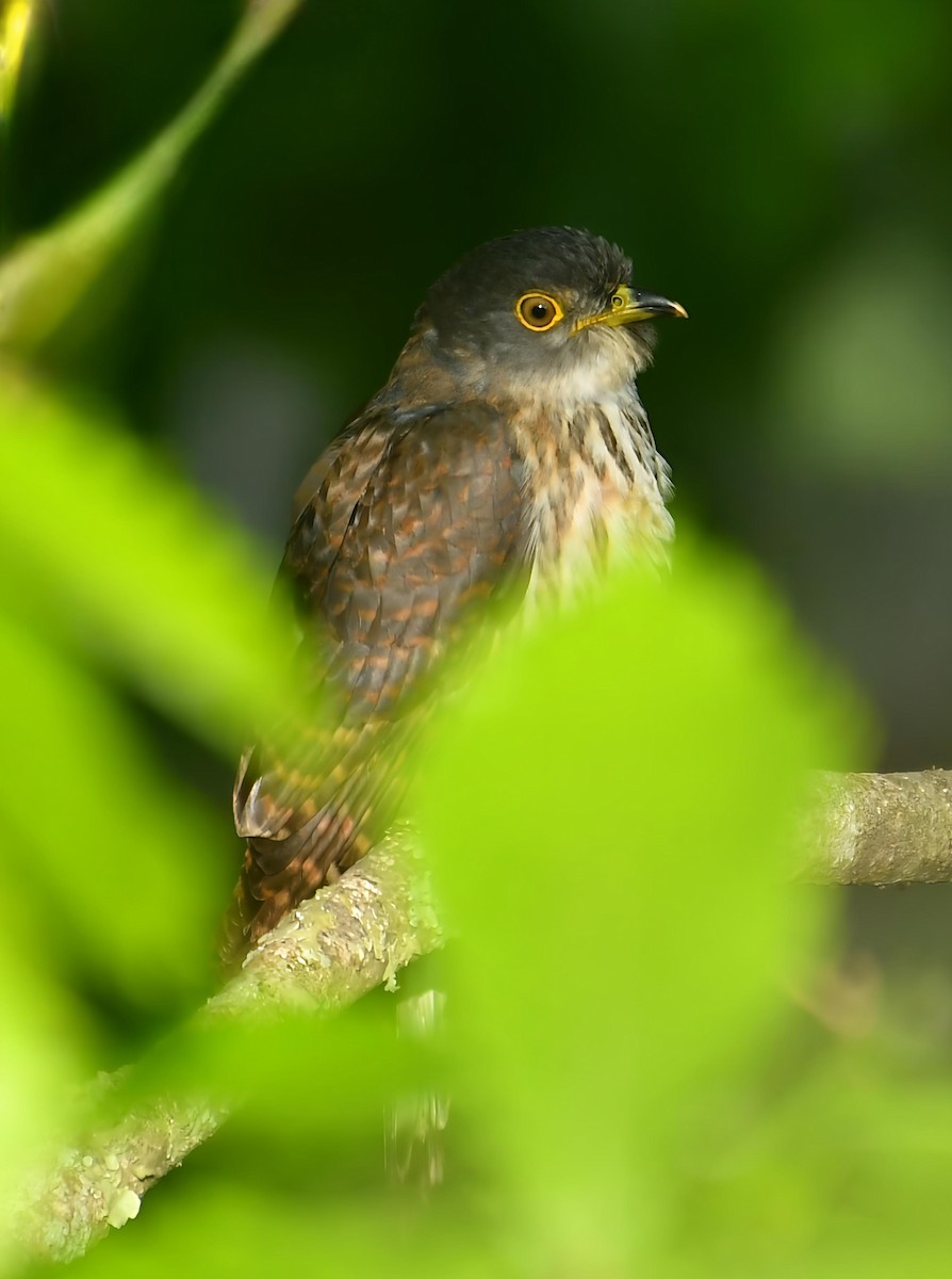 Hodgson's Hawk-Cuckoo - ML636770984