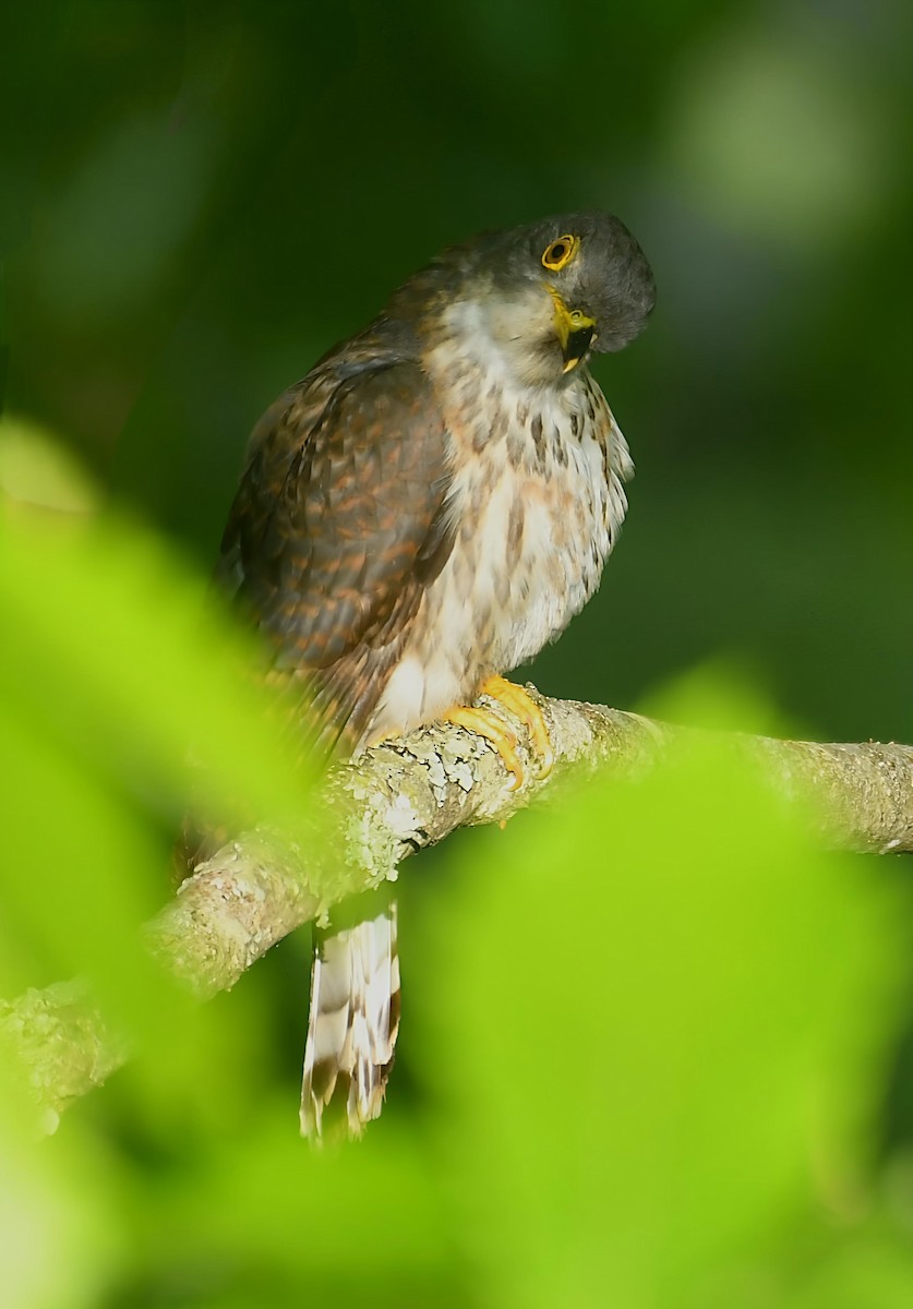Hodgson's Hawk-Cuckoo - ML636770985