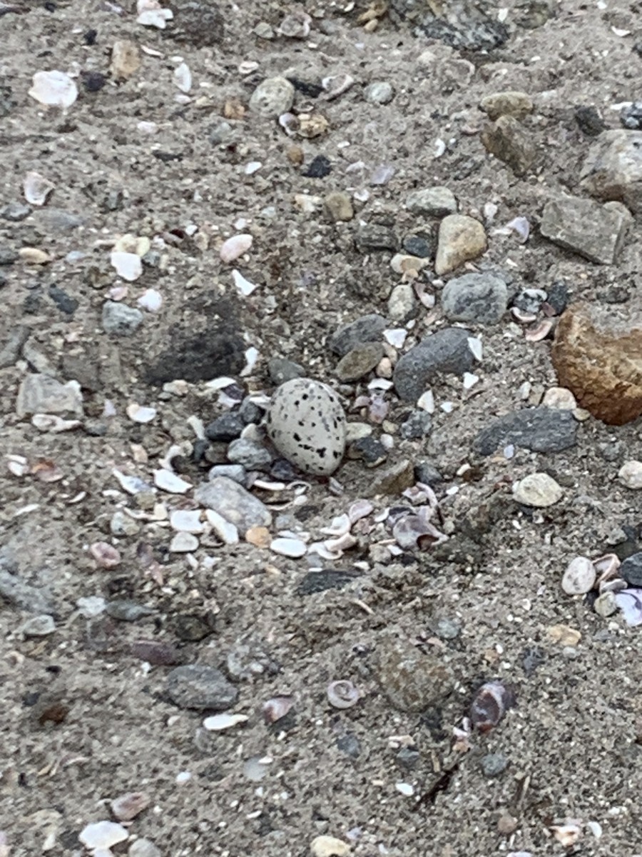 American Oystercatcher - ML636770988